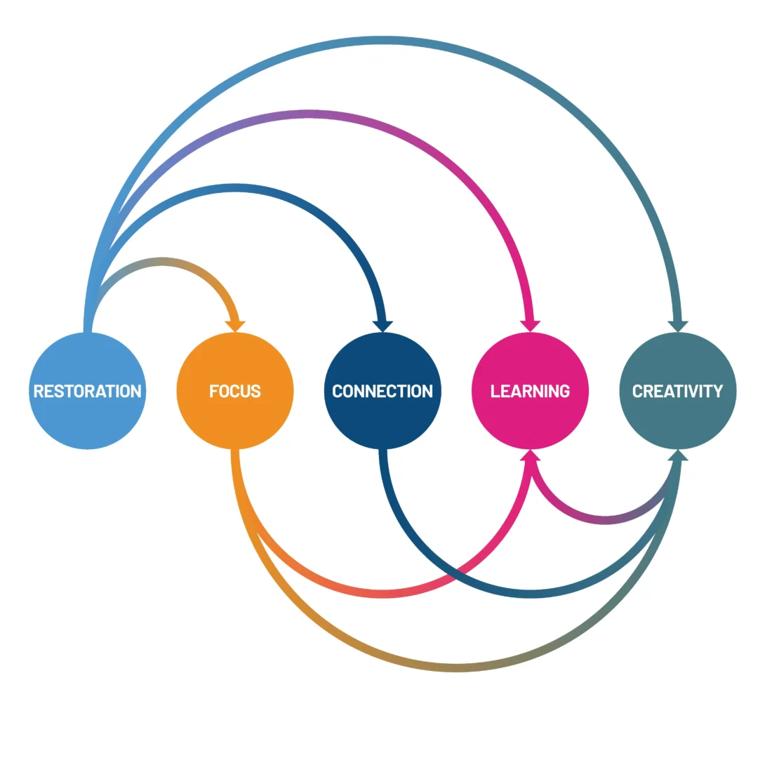 Flowchart showing the cycle: Restoration, Focus, Connection, Learning, Creativity in interconnected circles.